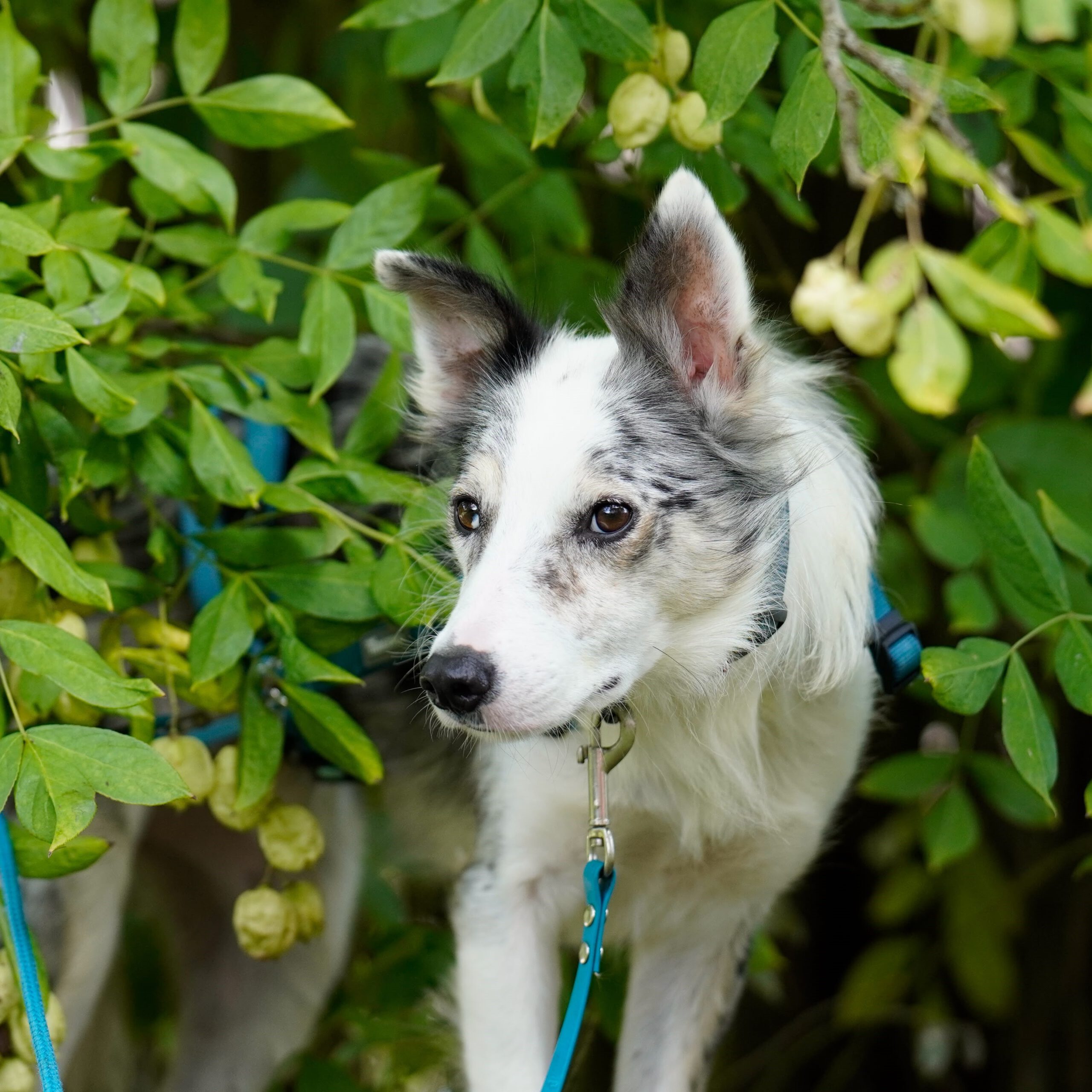 Border Collie Daniel, 01/2023, ca. 45 cm, 53945 Blankenheim
