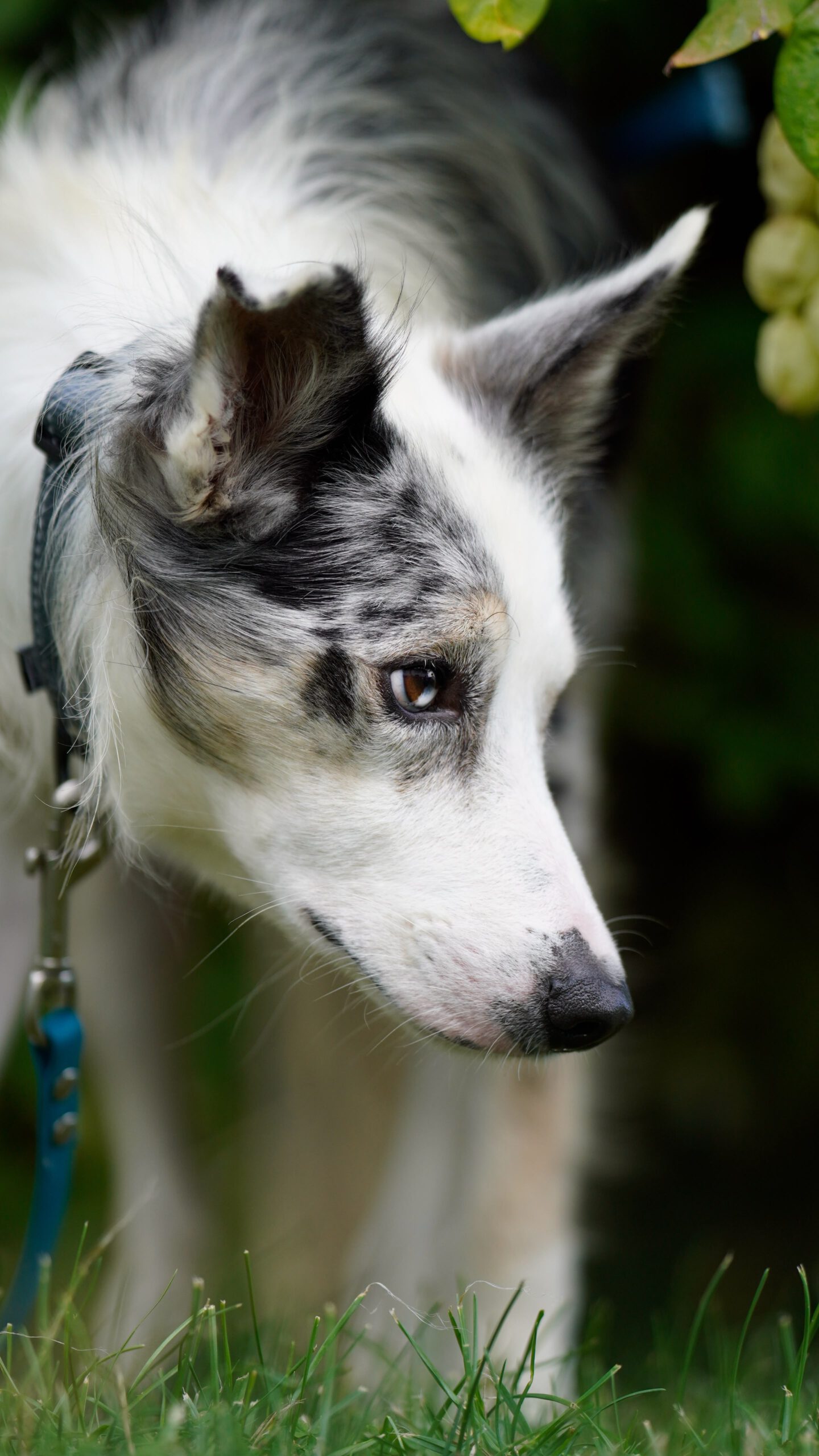 Border Collie Daniel, 01/2023, ca. 45 cm, 53945 Blankenheim