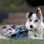 Border Collie Daniel, 01/2023, ca. 45 cm, 53945 Blankenheim