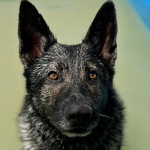 Deutscher Schäferhund Mischling Dash, 02/2022, ca. 65 cm