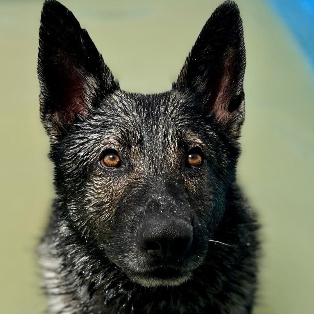 Deutscher Schäferhund Mischling Dash, 02/2022, ca. 65 cm