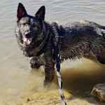 Deutscher Schäferhund Mischling Dash, 02/2022, ca. 65 cm