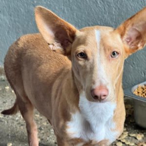 Podenco Maneto Douglas, 03/2026, Endgröße ca. 35 cm