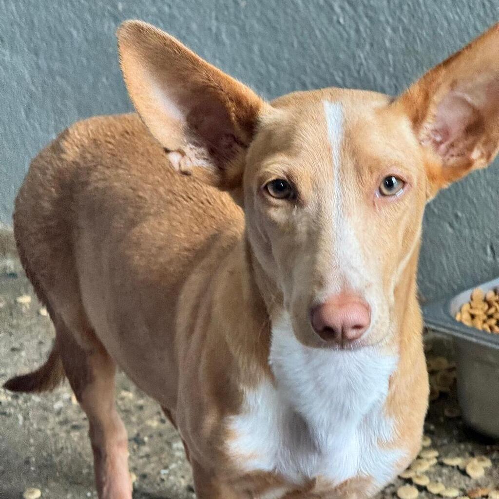 Podenco Maneto Douglas, 03/2026, Endgröße ca. 35 cm