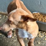Podenco Maneto Douglas, 03/2026, Endgröße ca. 35 cm
