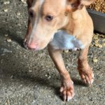 Podenco Maneto Douglas, 03/2026, Endgröße ca. 35 cm