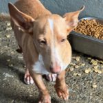 Podenco Maneto Douglas, 03/2026, Endgröße ca. 35 cm