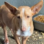Podenco Maneto Douglas, 03/2026, Endgröße ca. 35 cm