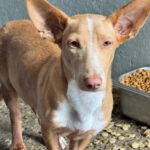 Podenco Maneto Douglas, 03/2026, Endgröße ca. 35 cm