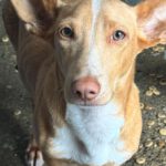 Podenco Maneto Douglas, 03/2026, Endgröße ca. 35 cm