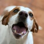 Pointer Mischling Duna, 08/2021, ca. 50 cm