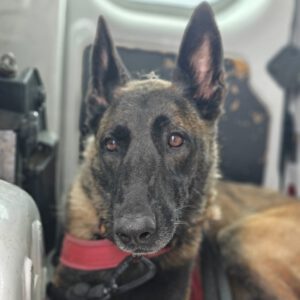 Malinois Mischling Duna, 04/2021, ca. 65 cm