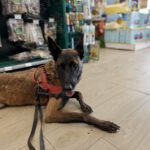 Malinois Mischling Duna, 04/2021, ca. 65 cm