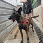 Malinois Mischling Duna, 04/2021, ca. 65 cm