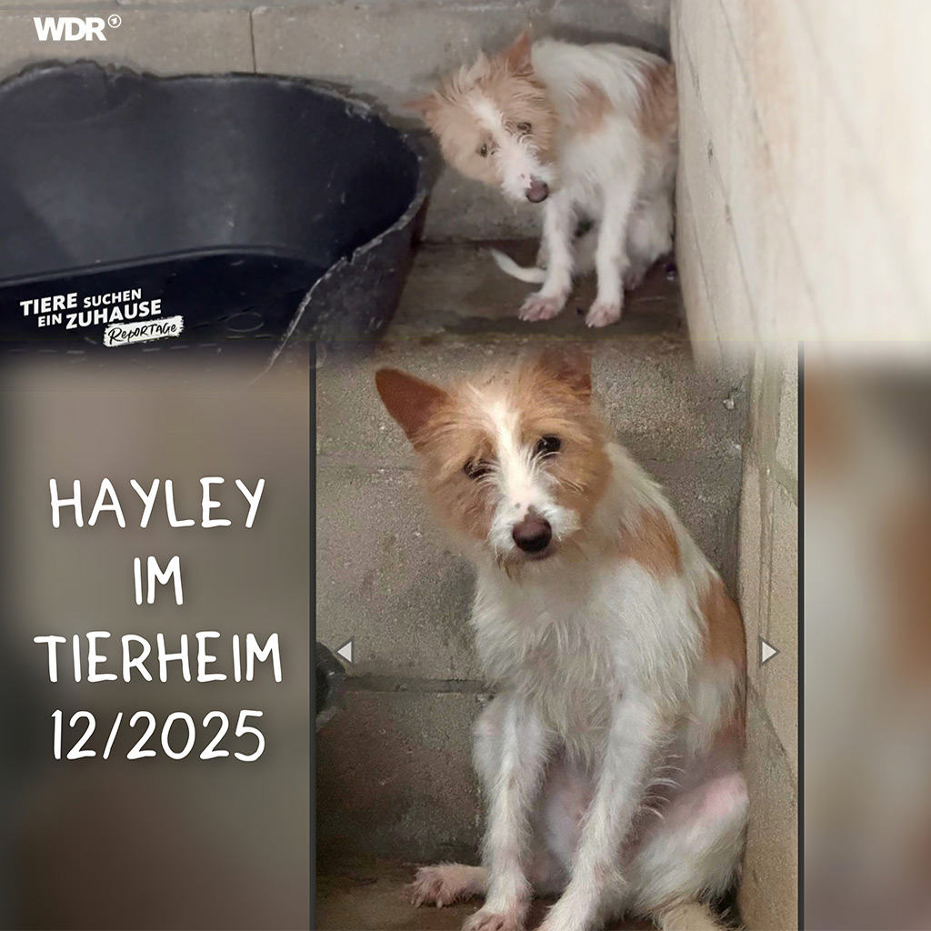 Ein Blick hinter die Kulissen - Tierheim La Línea Prodean - WDR