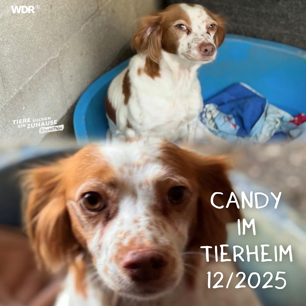 Ein Blick hinter die Kulissen - Tierheim La Línea Prodean - WDR