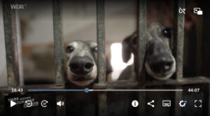 Ein Blick hinter die Kulissen - Tierheim La Línea Prodean - WDR