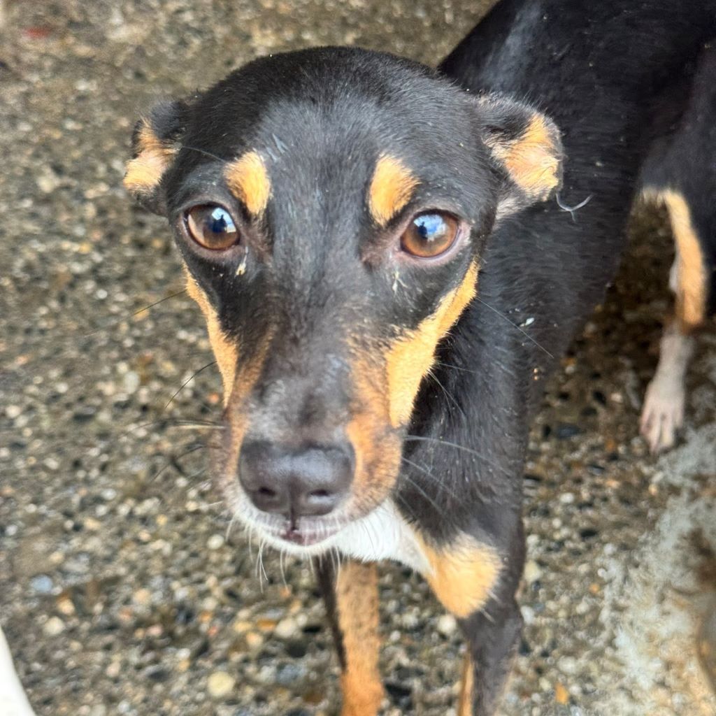 Pinscher Mischling Emma,01/2026, Endgröße ca. 45 cm