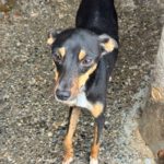 Pinscher Mischling Emma,01/2026, Endgröße ca. 45 cm