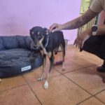 Pinscher Mischling Emma,01/2026, Endgröße ca. 45 cm