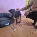 Pinscher Mischling Emma,01/2026, Endgröße ca. 45 cm