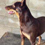Podenco Mischling Estaquio, 02/2021, ca. 40 cm