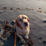 Labrador Fabio, 06/2013, ca. 55 cm