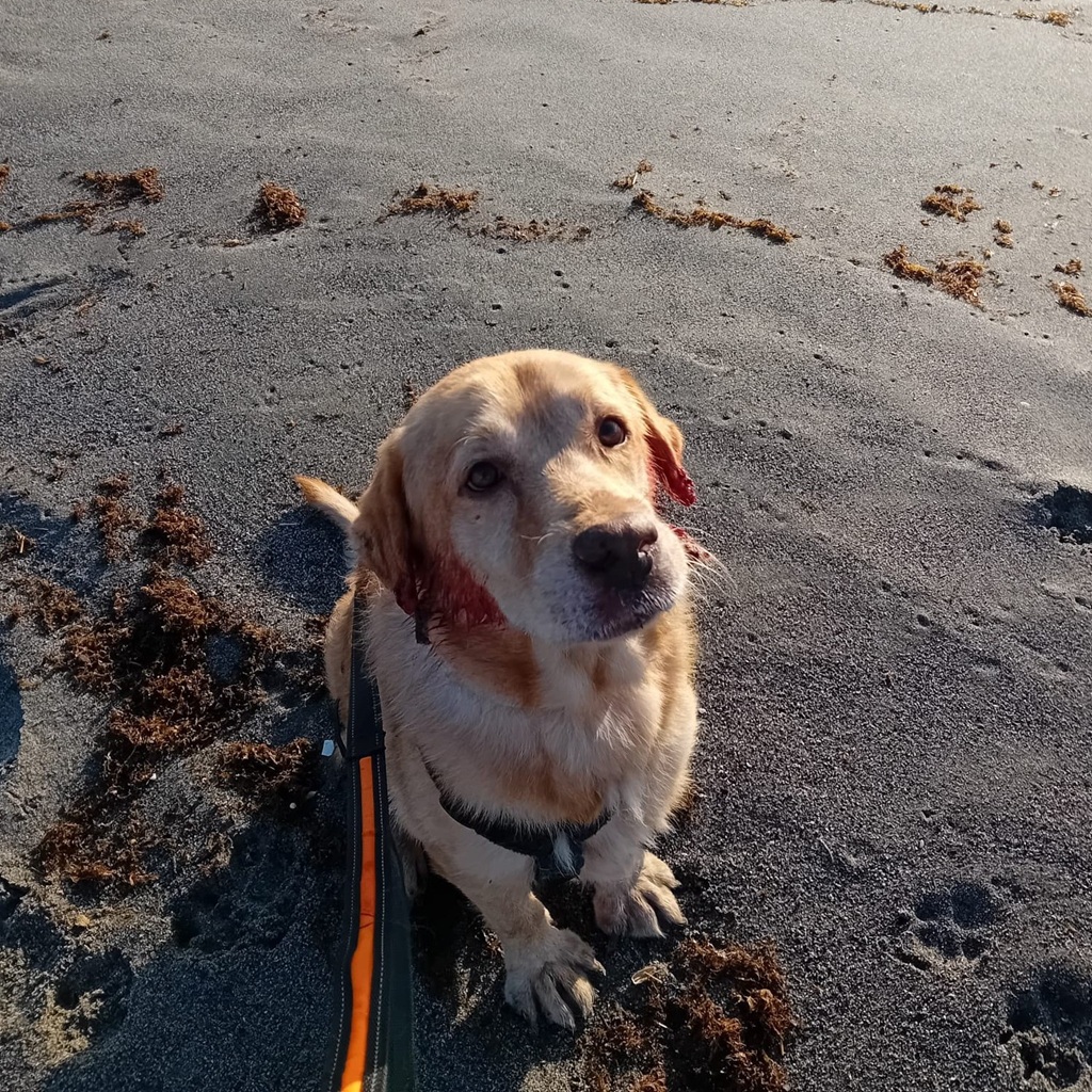 Labrador Fabio, 06/2013, ca. 55 cm