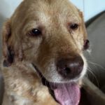 Labrador Fabio, 06/2013, ca. 55 cm
