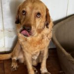 Labrador Fabio, 06/2013, ca. 55 cm
