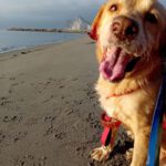 Labrador Fabio, 06/2013, ca. 55 cm