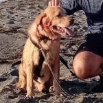 Labrador Fabio, 06/2013, ca. 55 cm