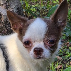 Chihuahua Fany, 12/2021, ca. 22 cm, 73614 Schorndorf