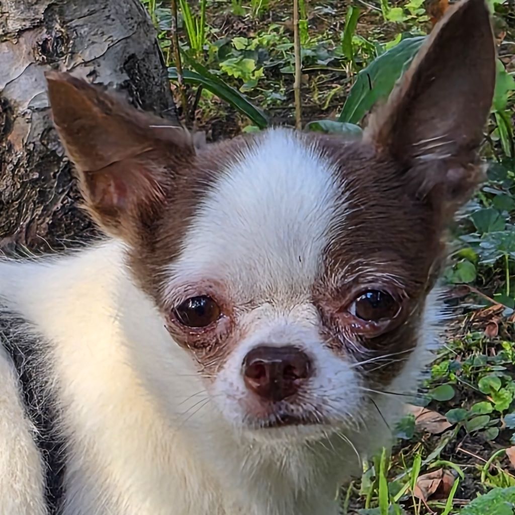 Chihuahua Fany, 12/2021, ca. 22 cm, 73614 Schorndorf