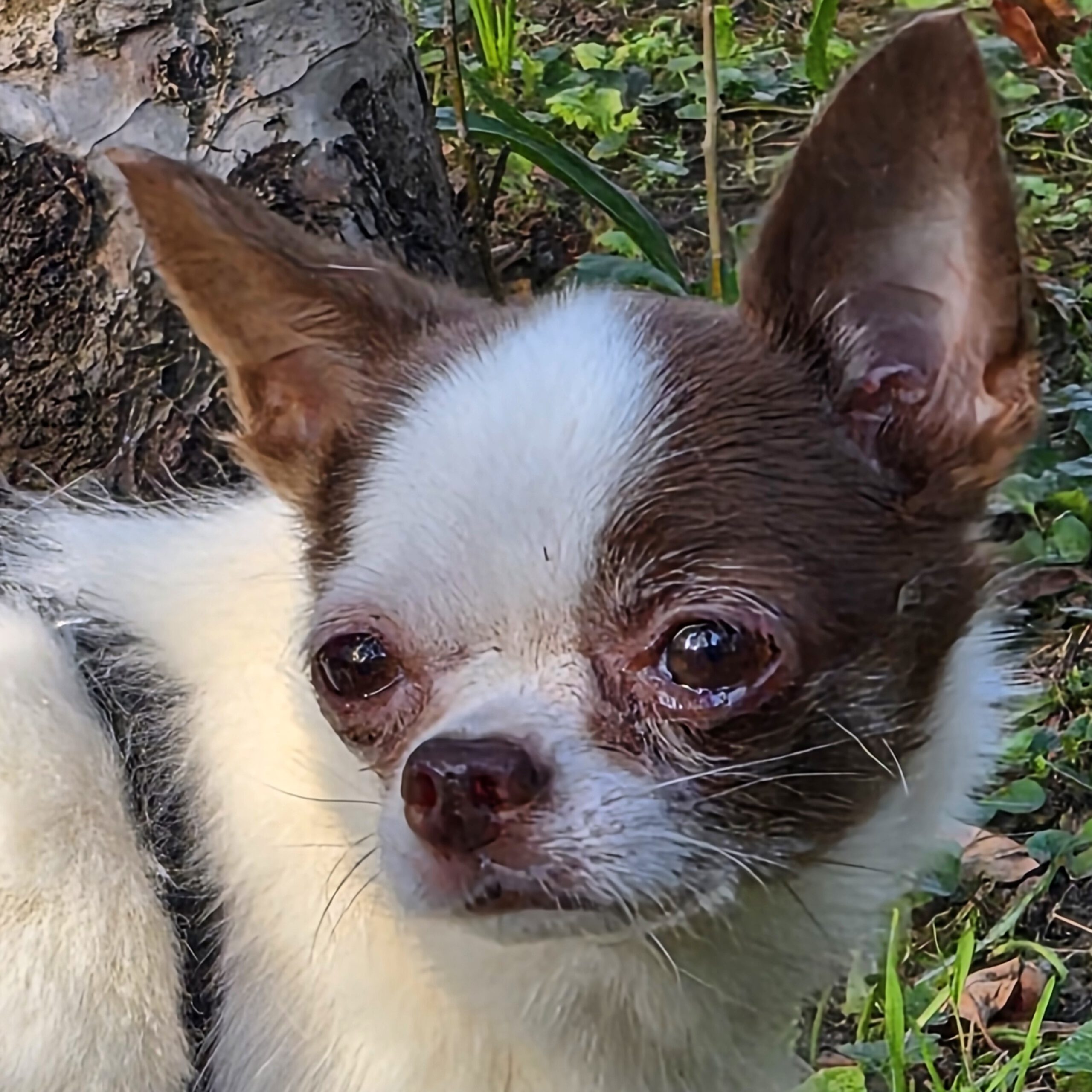 Chihuahua Fany, 12/2021, ca. 22 cm, 73614 Schorndorf