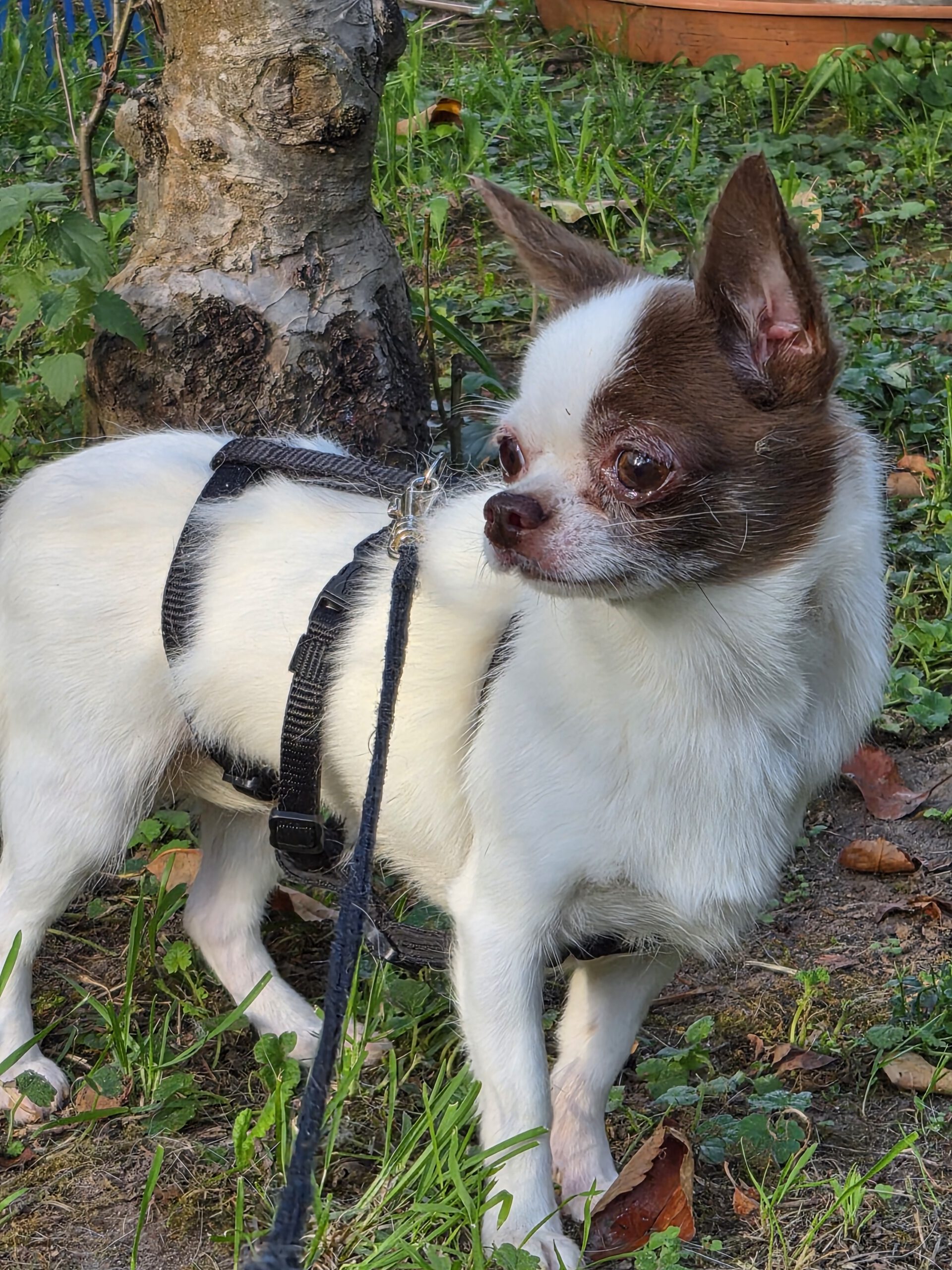 Chihuahua Fany, 12/2021, ca. 22 cm, 73614 Schorndorf