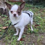 Chihuahua Fany, 12/2021, ca. 22 cm, 73614 Schorndorf