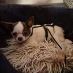Chihuahua Fany, 12/2021, ca. 22 cm, 73614 Schorndorf