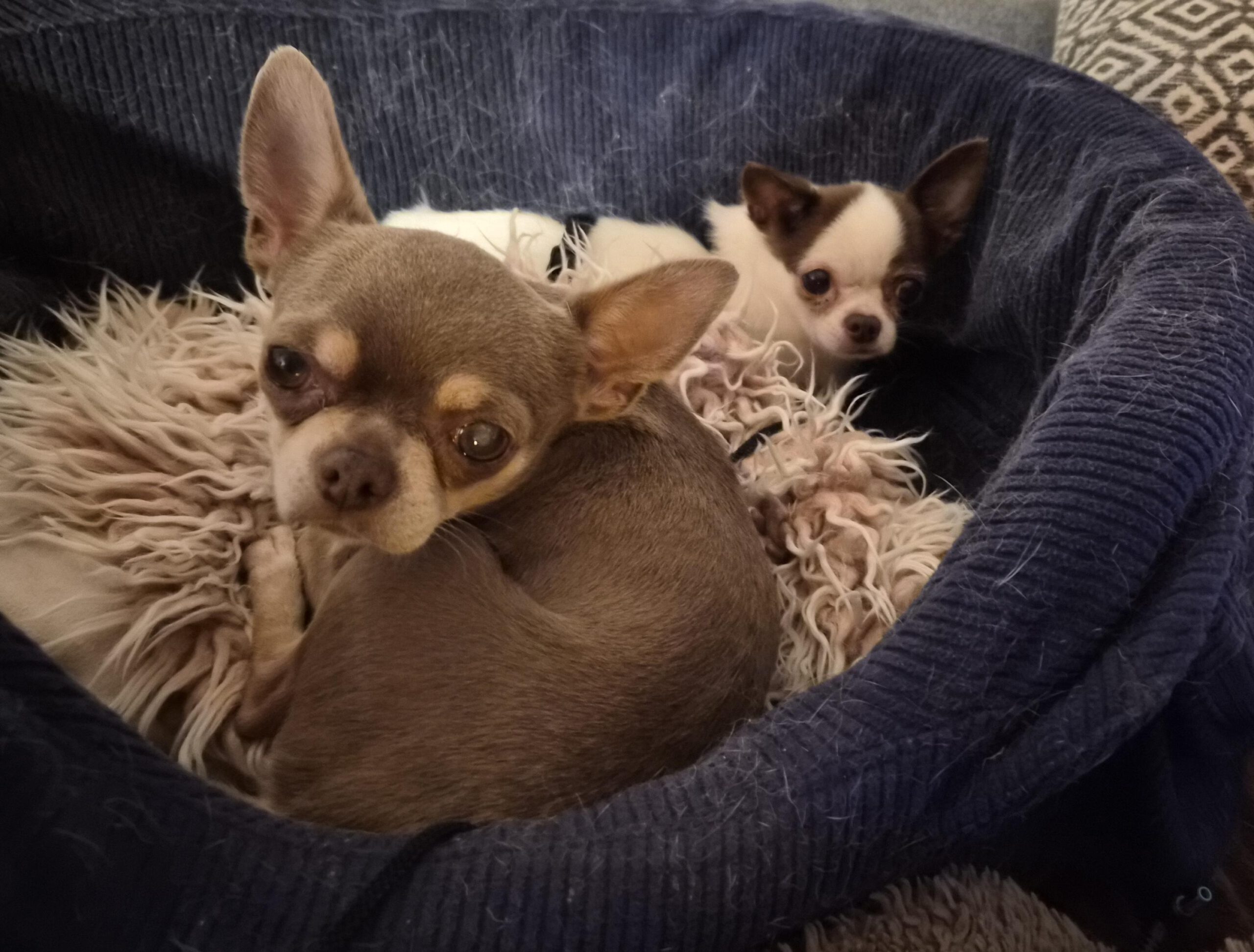 Chihuahua Fany, 12/2021, ca. 22 cm, 73614 Schorndorf