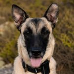 Malinois Mischling Felicity, 06/2024, ca. 50 cm