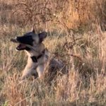 Malinois Mischling Felicity, 06/2024, ca. 50 cm