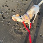 Podenco Flamenca, 04/2023, ca. 45 cm