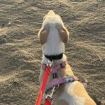 Podenco Flamenca, 04/2023, ca. 45 cm