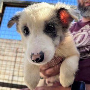 Border Collie Grunon, 06/2026, Endgröße ca. 53 cm