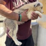Border Collie Grunon, 06/2026, Endgröße ca. 53 cm