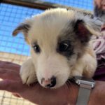 Border Collie Grunon, 06/2026, Endgröße ca. 53 cm