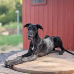 Galgo Guido, 04/2026, Endgröße ca. 65 cm, 48612 Horstmar