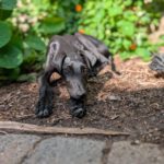 Galgo Guido, 04/2026, Endgröße ca. 65 cm, 48612 Horstmar