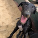Galgo Guido, 04/2026, Endgröße ca. 65 cm, 48612 Horstmar