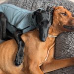 Galgo Guido, 04/2026, Endgröße ca. 65 cm, 48612 Horstmar